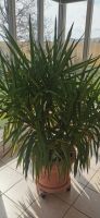 Yucca Palme ca 170 cm mit Topf Bayern - Leiblfing Vorschau