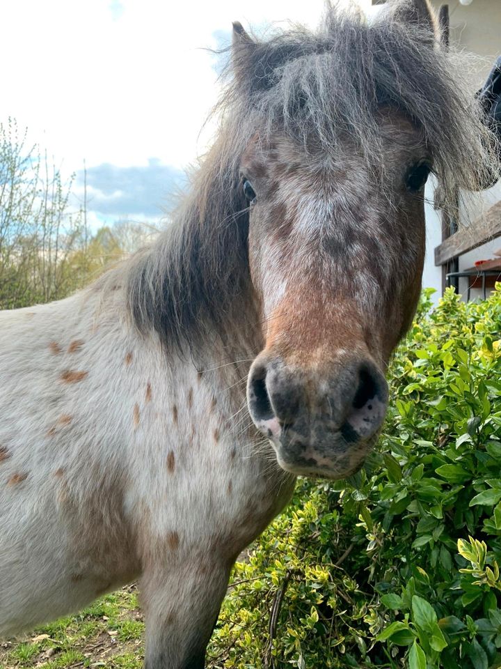 Deutsch Part-bred Hengst, Pony, Shetland in Coswig (Anhalt)