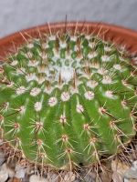 Echinopsis mamillosa Saarbrücken-West - Klarenthal Vorschau