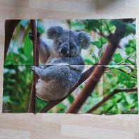 Tierposter Koala:  Medizini 9/2023 * Neu! Nordrhein-Westfalen - Bornheim Vorschau