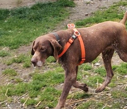 Traumhund BOSCO sucht sein aktives Zuhause in Rottenburg a.d.Laaber