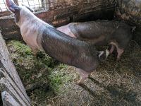2 Schlachtsauen Schlachtschwein Schwein Sau Sattelschwein Thüringen - Weida Vorschau