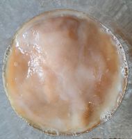 Kombucha Scoby / Hefepilz zum Fermentieren mit Gelinggarantie Berlin - Reinickendorf Vorschau