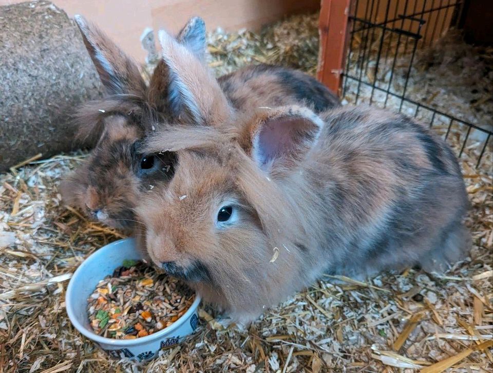Kaninchen Trio sucht ein großes zuhause in Leipzig