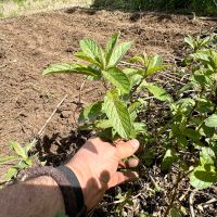 Mentha spicata 'Spearmint' Baden-Württemberg - Friesenheim Vorschau