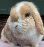 Minilop / Mini Lop Häsin 2 Jahre frisch geeimpft Hessen - Baunatal Vorschau