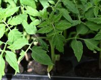 Tomatenpflanzen, samenfest, Bio Anbau Bayern - Riedering Vorschau