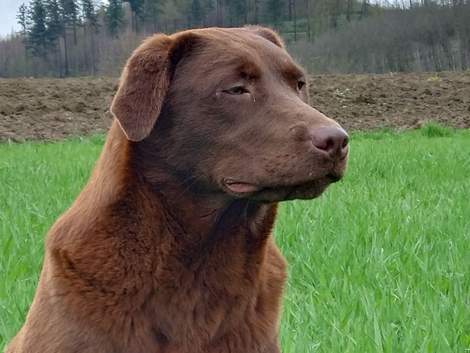 Traumhaft schöne Labrador Hündin sucht eine tolle Familie in Netphen
