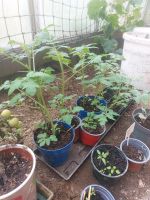 Noch ca. 15 Tomaten abzugeben Thüringen - Greiz Vorschau