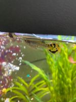 Guppy Jungfische Bayern - Aschaffenburg Vorschau