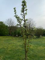 Säulenapfelbaum Blue Moon Niedersachsen - Rastede Vorschau