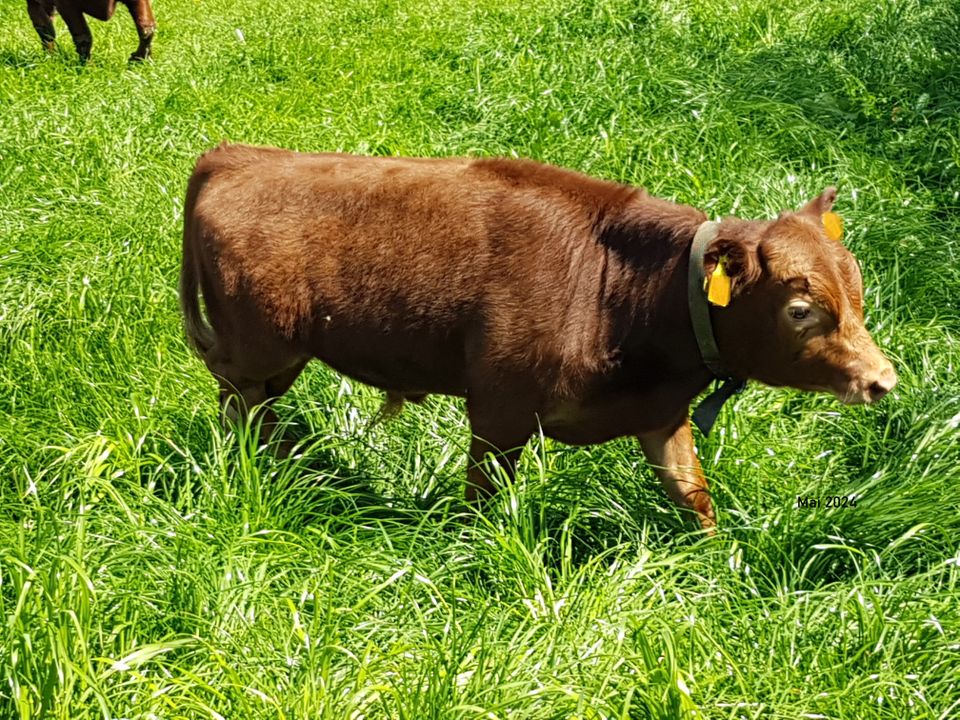 DEXTER-Bullenkalb rot / Rind genetisch hornlos in Schulendorf