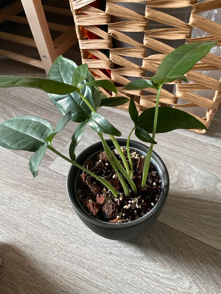 Philodendron in Weener