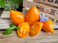 Mango Django - strahlend orange, süß-exotische, fruchtige Tomate Bayern - Waigolshausen Vorschau