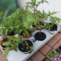 Tomatenpflanzen Bayern - Emskirchen Vorschau