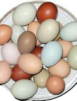 ANGEBOT 10 Eier von glücklichen Rassehühnern Niedersachsen - Hilter am Teutoburger Wald Vorschau