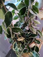 XXL Hoya carnosa Pflanze Berlin - Neukölln Vorschau