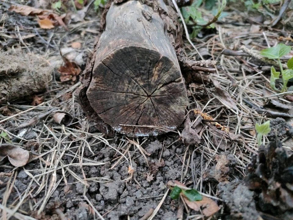 Pflaume Holz in Dresden