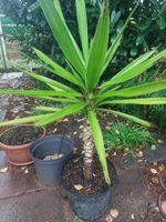 Yucca Palme,H. ca.80 cm - nur noch 1x, für Wohnz. + Wintergarten Sachsen-Anhalt - Oranienbaum-Wörlitz Vorschau