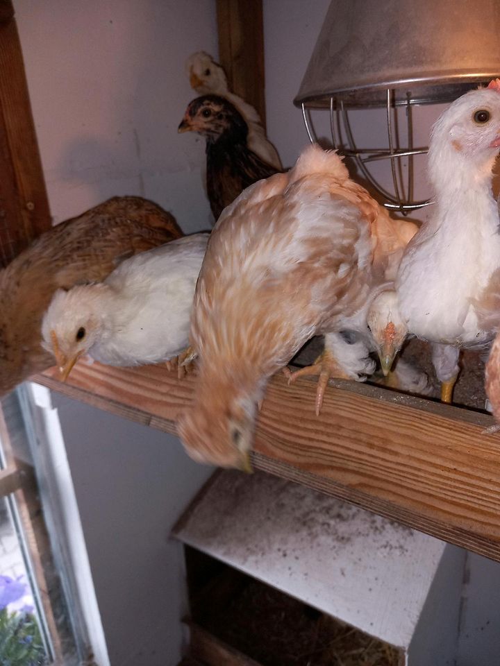 Küken Hühner in Peiting
