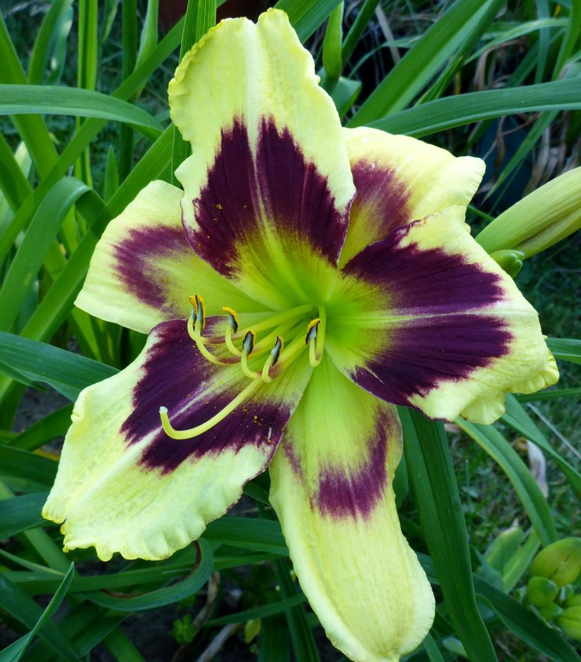 Hemerocallis Taglilie  " HEAVENLY DARK MATTER " Gossard 2009 1 F in Köln