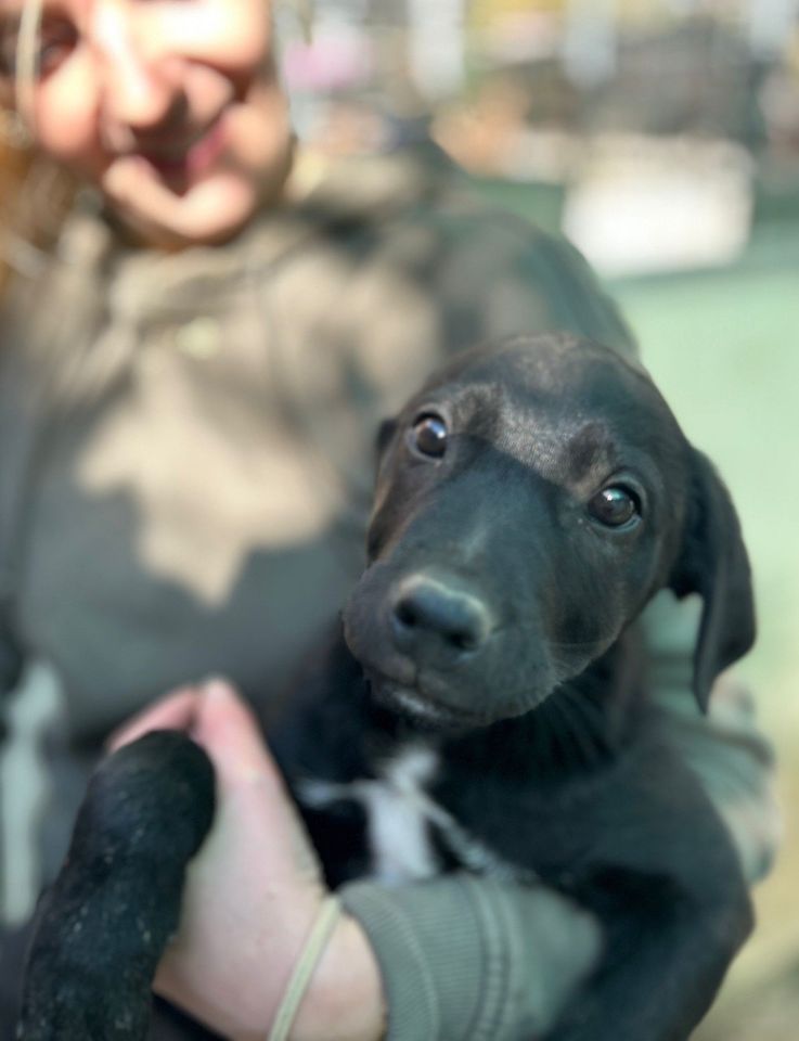 STREUSEL - Hundejunge aus dem italienischen Tierschutz in Kranenburg