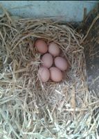 Bio Eier Hühnereier Sendenhorst Nordrhein-Westfalen - Sendenhorst Vorschau