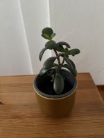 Crassula Ovata Affenbrotbaum Geldbaum Zimmerpflanze Berlin - Mitte Vorschau