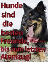 Suche Wohnung für mich und meinen Hund in Sulingen Umgebung Niedersachsen - Bassum Vorschau