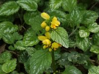 Goldnessel (Lamium galeobdolon) - Bodendecker Brandenburg - Birkenwerder Vorschau