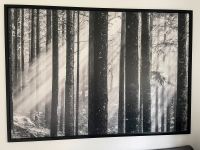 Ikea Forest Bild Wald Leinwand Rahmen 200x140cm Niedersachsen - Wedemark Vorschau