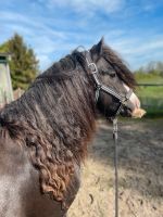 Tinker Pony Freizeitpony Pferd Niedersachsen - Harsefeld Vorschau