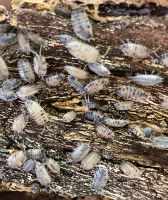 Porcellio laevis Panda Asseln Baden-Württemberg - Moos Vorschau