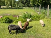 Ouessant Quessant Aue Bock Bocklamm Auenlamm Brandenburg - Nichel Vorschau