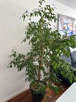 Ficus Benjamini - über 2m Düsseldorf - Oberkassel Vorschau
