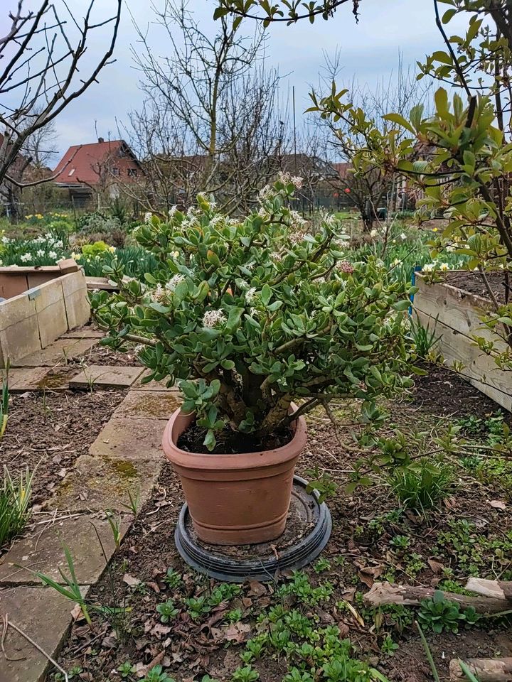 Crassula arborescens, Pfennigbaum abzuholen in Hemmingen in Hemmingen