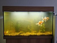 160l Aquarium Neu Komplett Einrichtung Brandenburg - Zehdenick Vorschau