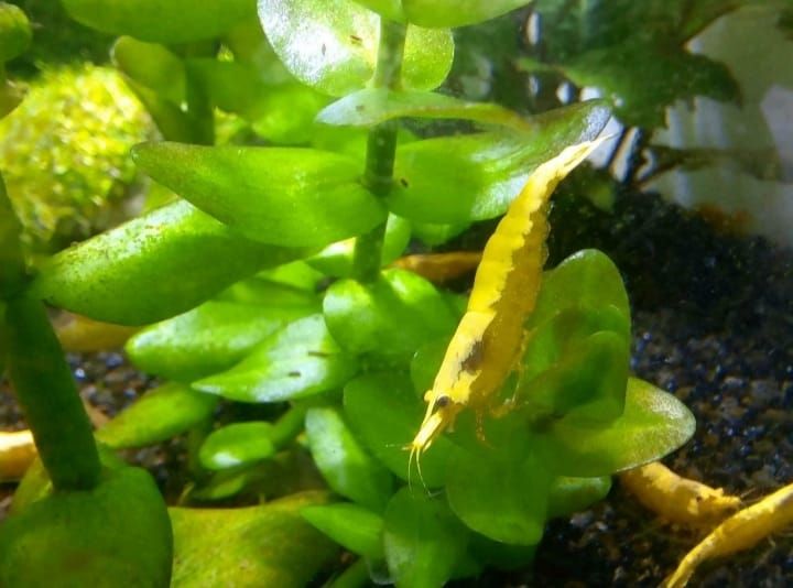 ⭐ Yellow Neon Garnelen gelbe Garnele Aquarium in Northeim