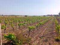 Rebengrundstück in der Stagnone von Marsala / Sizilien Baden-Württemberg - Wangen im Allgäu Vorschau