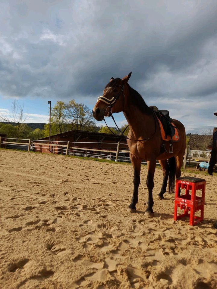 Warmblut Stute in Bischofsheim