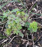 Gartenpflanzen: Stauden Zwiebelpflanzen direkt aus dem Beet Nordrhein-Westfalen - Oberhausen Vorschau