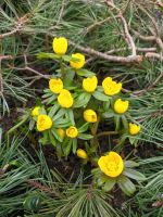 Winterlinge Frühjahrsblüher, Eranthis hyemalis Bayern - Windsbach Vorschau