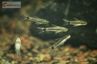 Ohrgitterharnischwels otocinclus affinis Aquariumfisch Nordrhein-Westfalen - Krefeld Vorschau