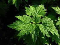 Heilpflanze Herzgespann, Löwenschwanz, Bienenweide Bayern - Zell Oberpf Vorschau