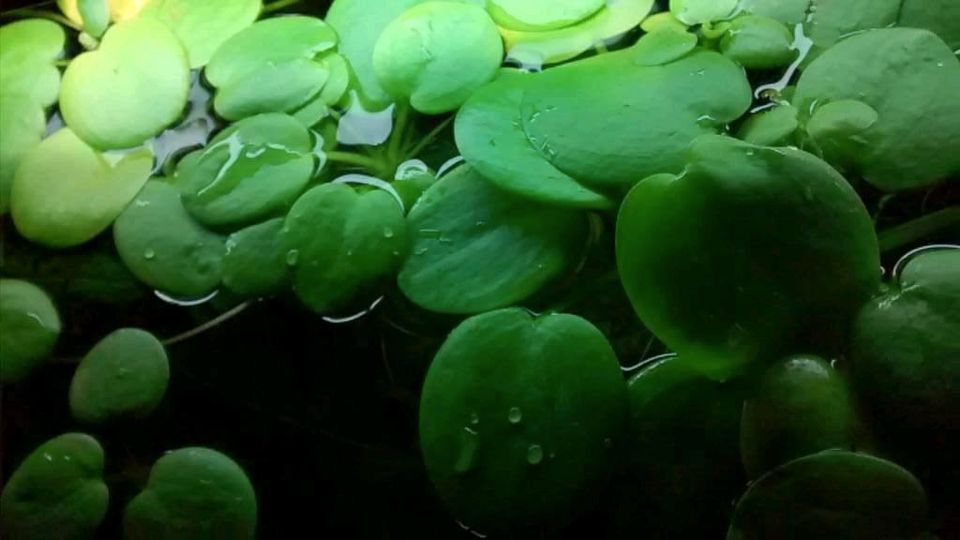 Wasserpflanzen Froschbiss Schwimmpflanzen Aquarium Zierfische in Leipzig