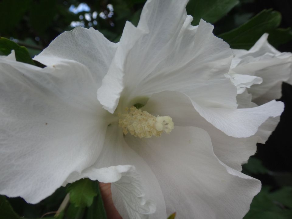 Hibiskus winterhart, Lila und Weiß, verschiedene Größen in Plattling