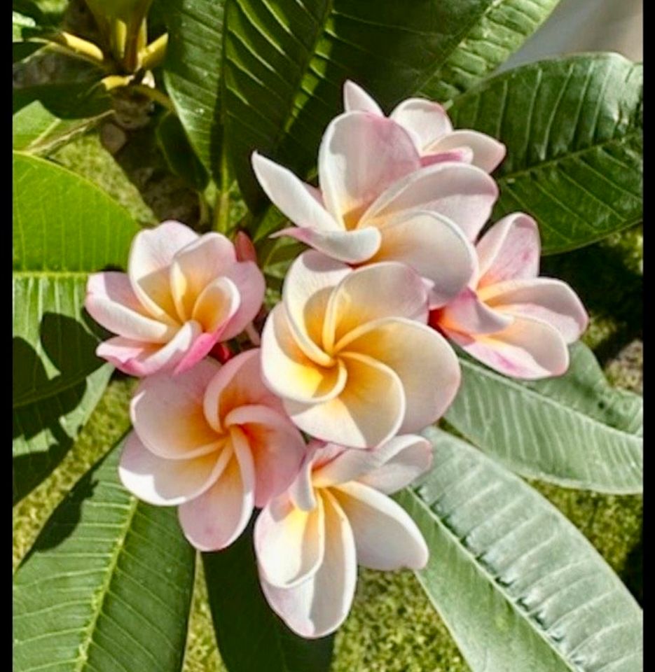 Plumeria Frangipani Jungpflanzen Tempelbaum Bali Hawaii Blüten in Berlin