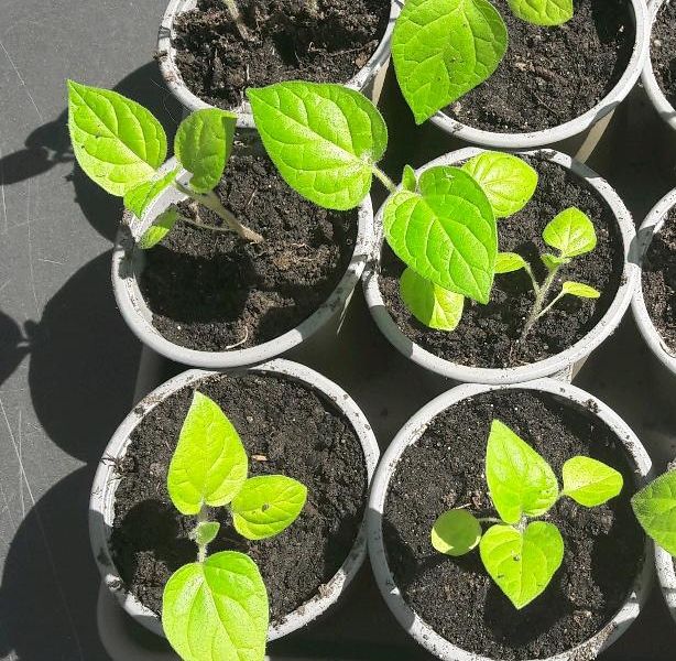 Physalis Ananas Kirsche Tomatillo Landen Beere Obst Garten Balkon in Bergheim