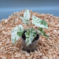 Alocasia Macrorrhiza Splash #OnlyPlants_BlackForest Baden-Württemberg - Calw Vorschau