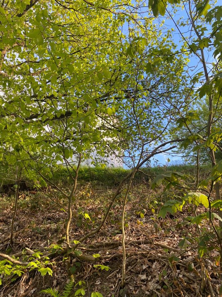 Großes Grundstück - teilbar in 4 - mit Ausblick - Hausen-Wied Bremscheid in Hausen (Wied)